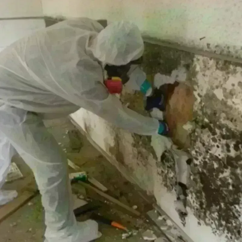 Mold Remediation and Removal in Olton, TX